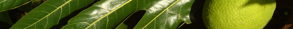 HFUF image 01