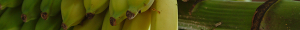 HFUF image 05